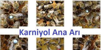 karniyol ana arısı