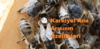 Karniyol Ana Arısının Özellikleri