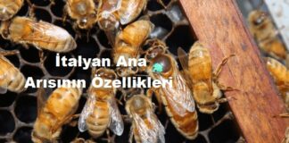 İtalyan Ana Arısının Özellikleri