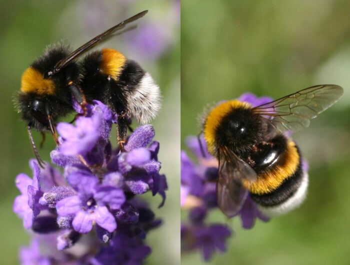 bombus arısı