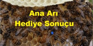 ana arı hediye sonuçu