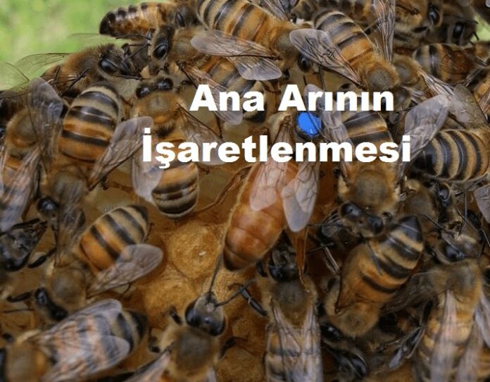 ana arının işaretlemesi