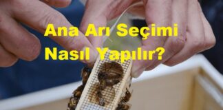 Ana Arı Seçimi Nasıl Yapılır?