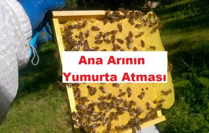 Ana Arının Yumurta Atması