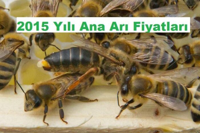 2015 Yılı Ana Arı Fiyatları