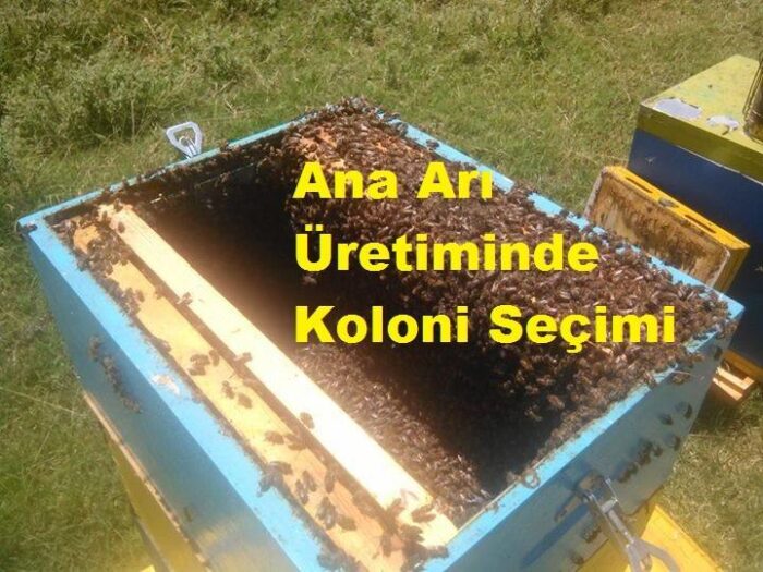 Ana Arı Üretiminde Koloni Seçimi