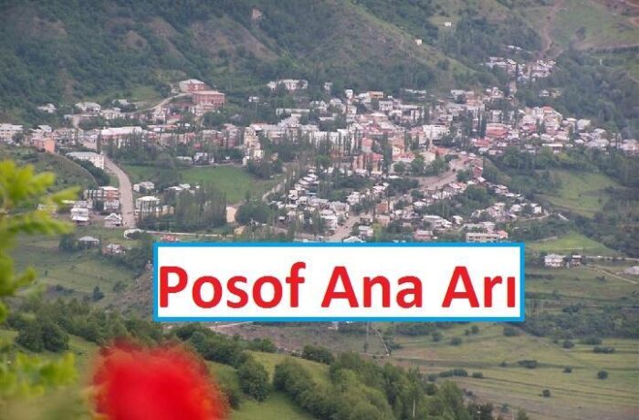 posof ana arı