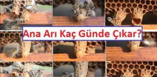 ana arı kaç günde çıkar