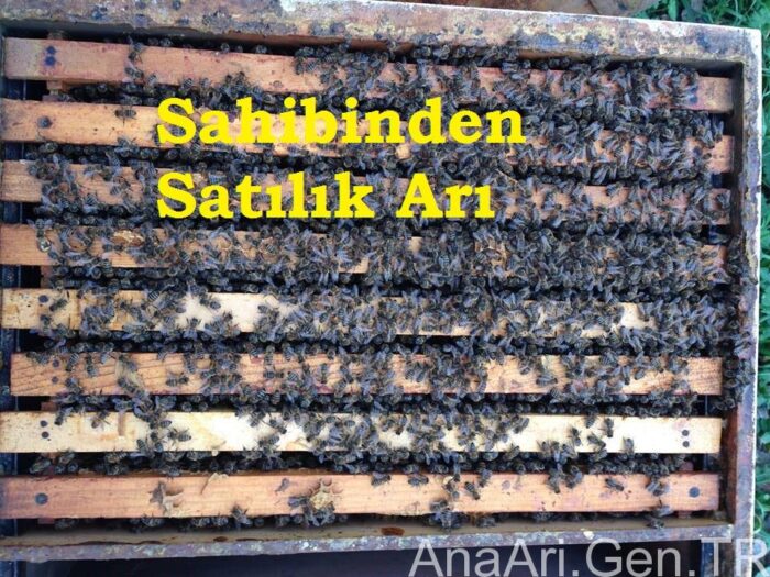 sahibinden satılık arı