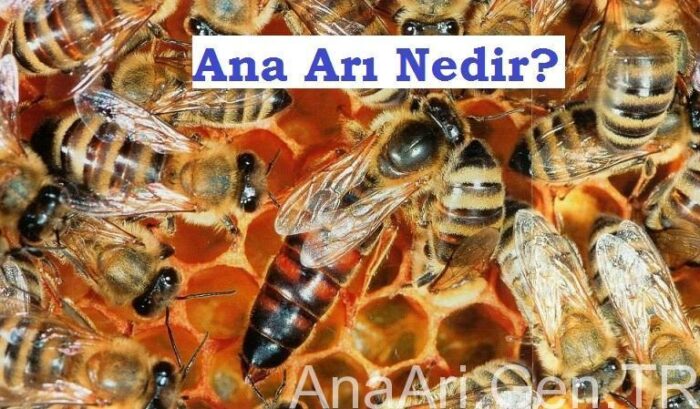 ana arı nedir