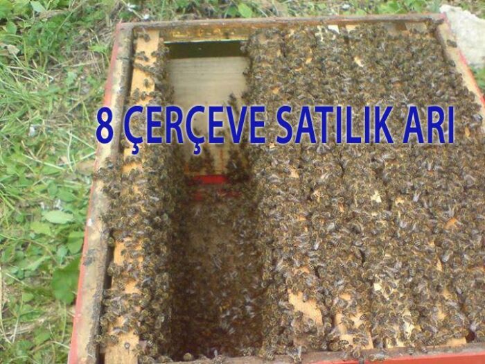 8 çerçeve satılık arı