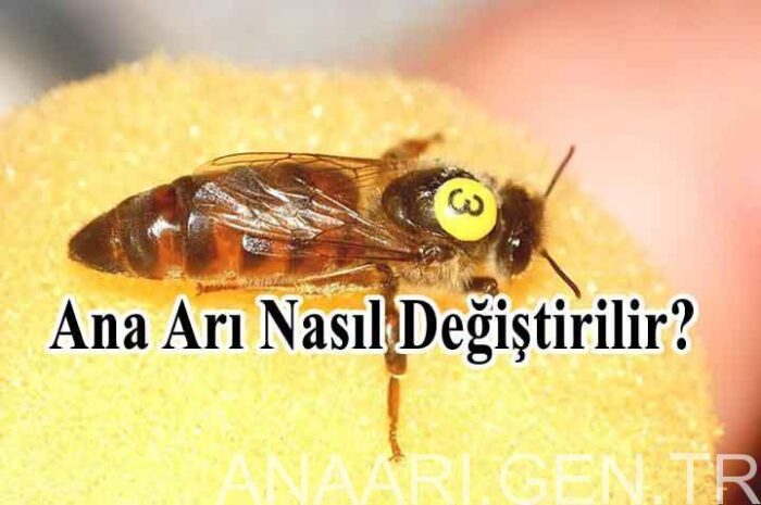 ana arı nasıl değiştirilir