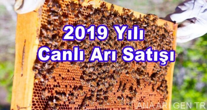 2019-yili-canli-ari-satisi