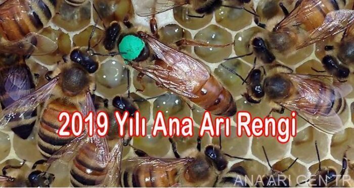 2019-yili-ana-ari-rengi