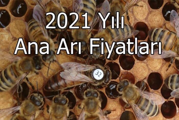 2021 yılı ana arı fiyatları