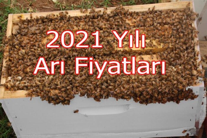 2021 yılı arı fiyatları