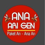 Ana Arı Gen