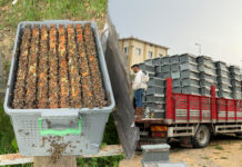 2025 Yılı 1 Kovan Paket Arı Fiyatı