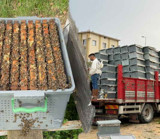 2025 Yılı 1 Kovan Paket Arı Fiyatı