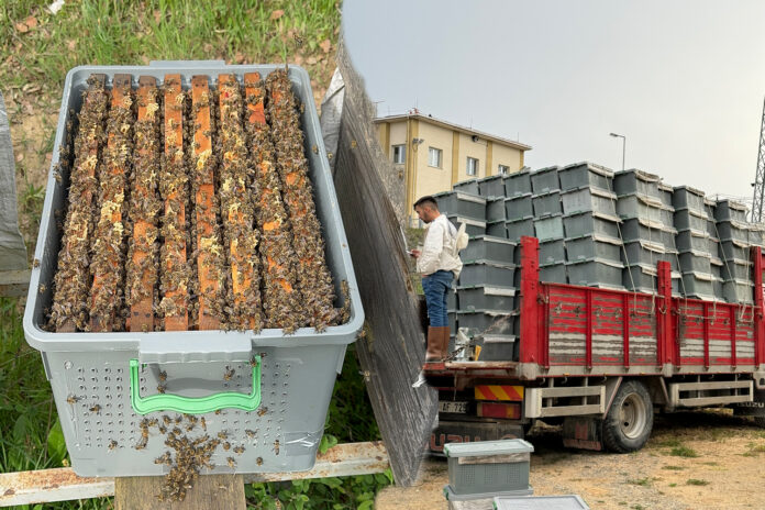 2025 Yılı 1 Kovan Paket Arı Fiyatı