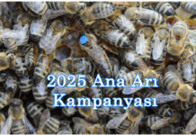 2025 ana arı kampanyası