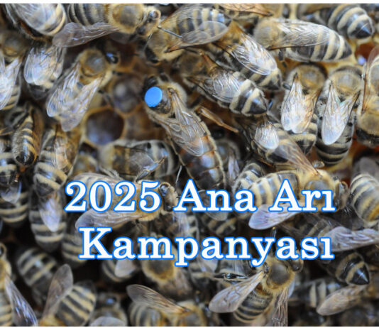 2025 ana arı kampanyası