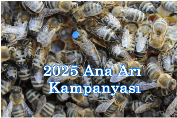 2025 ana arı kampanyası