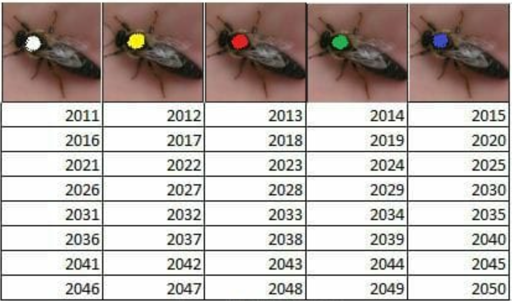 2050 kadar ana arı renkleri